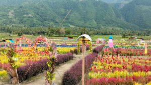 Wisata Bunga di Kaleke Nagaya Sigi