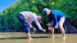 LPAP El Capitan Indonesia Tanam Ribuan Bibit Mangrove di Parigi Moutong