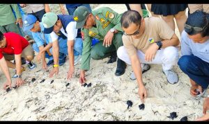 Bersama DLH Sulteng, Komunitas Lentora Lepas Liarkan Tukik Di Hari Lingkungan Hidup Sedunia