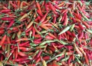 Harga Rica di Morowali Utara Meroket Jelang Natal dan Tahun Baru