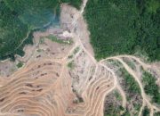 Satu Pohon di Pusat Kekuasaan: Riwayat Panjang Deforestasi Morowali di Era Anwar Hafid