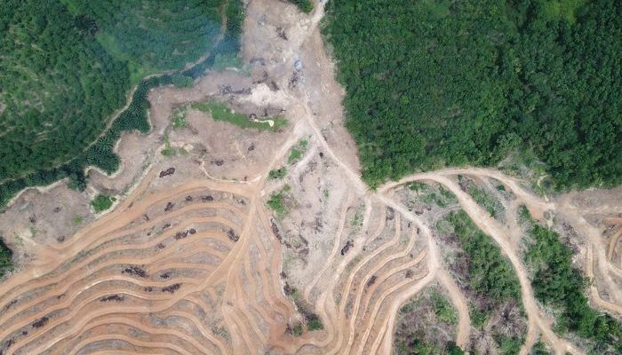 Satu Pohon di Pusat Kekuasaan: Riwayat Panjang Deforestasi Morowali di Era Anwar Hafid