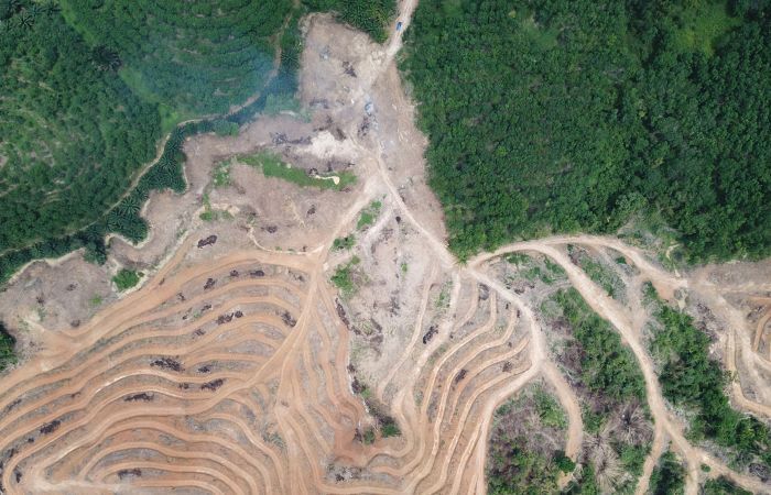 Deforestasi Morowali era Anwar Hafid