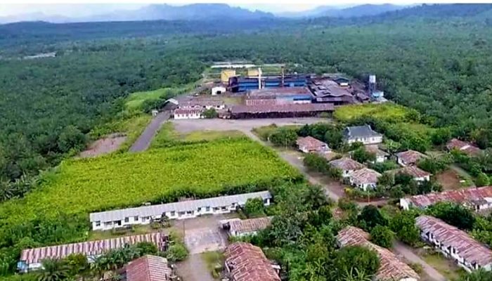 Kontribusi Pajak PT Kurnia Luwuk Sejati Tembus Rp50,78 Miliar di 2025