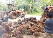 Pernyataan Resmi PT Kurnia Luwuk Sejati Soal Isu Aparat dan Legalitas Perusahaan