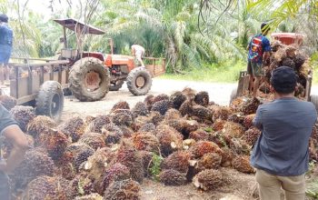 Pernyataan Resmi PT Kurnia Luwuk Sejati Soal Isu Aparat dan Legalitas Perusahaan