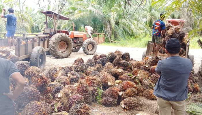 Pernyataan Resmi PT Kurnia Luwuk Sejati Soal Isu Aparat dan Legalitas Perusahaan